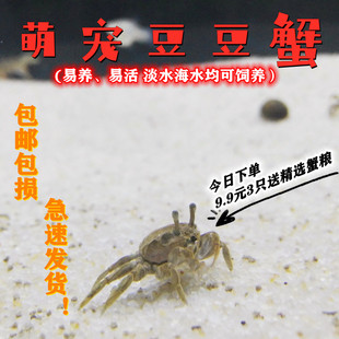 豆豆蟹谭氏泥蟹网红迷你辣椒蟹桌面爬宠生态微景观易养水族观赏蟹
