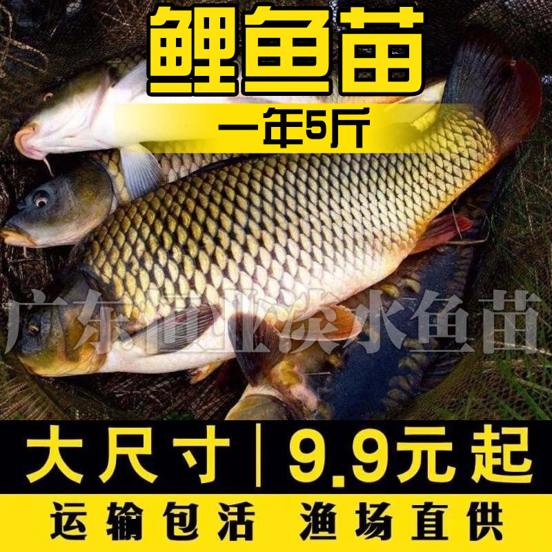 黑鲤鱼苗大全草鱼皖鱼花白鲢鱼饲料螺丝青鱼活体本地淡水养殖食用图片