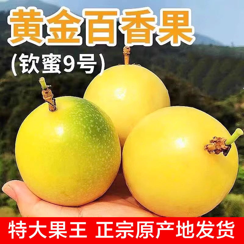 钦蜜9号黄金百香果新鲜现摘广西高山水果当季鲜果孕妇宝宝可食