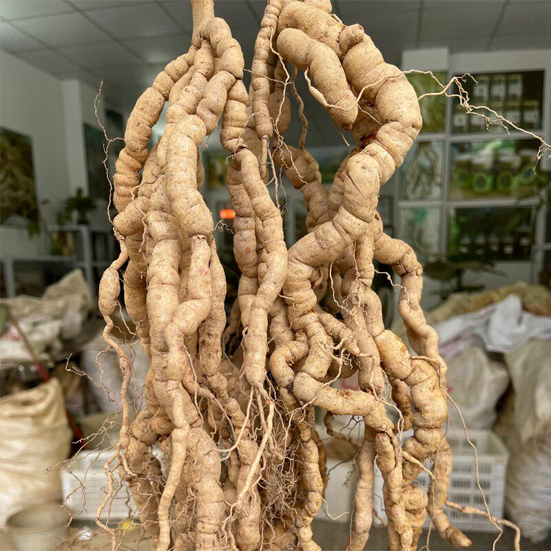 凤眼根巴戟天生晒带芯干货鸡肠风男性养生泡酒药材500g包邮煲汤