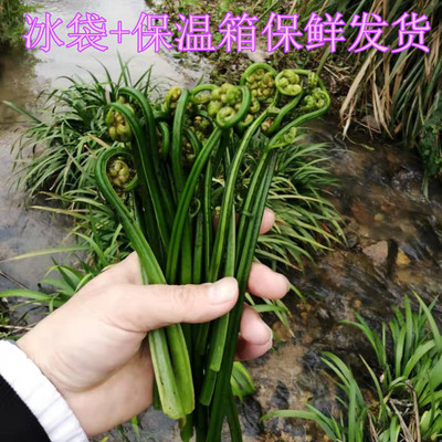 【新鲜冷链】江西现摘水蕨菜野菜