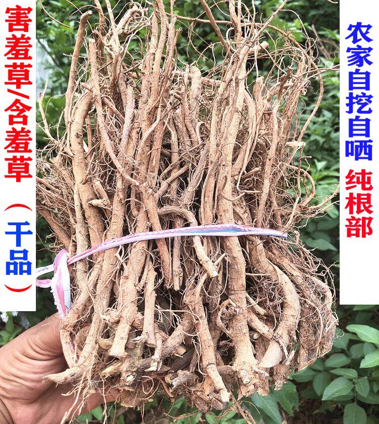新晒新鲜含羞草根 含羞根中药材害羞草 含羞草纯根 纯头部干货