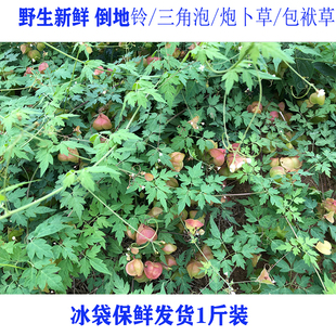 新鲜现采 倒地铃三角泡 炮卜草 包袱草带藤苦楝保鲜箱发 500g包邮