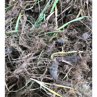 新鲜现挖香附草头香雀头 香附子 莎草香纯头部中药保鲜发500g包邮