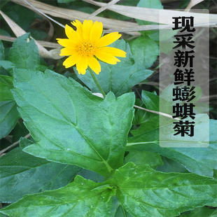 新鲜现采 蟛蜞菊.黄花蟛蜞草 黄花墨菜黄花中草药田黄菊 500g
