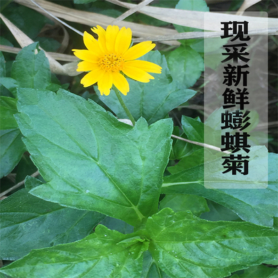 新鲜蟛蜞菊.黄花蟛蜞草黄花墨菜