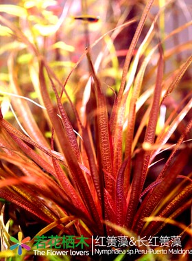 ADA大长红箦藻鱼缸造荷兰景淡水草活体红色中后景稀有水下叶好养