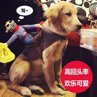 狗狗衣服哈士奇搞笑金毛幼犬巨贵边牧大型犬宠物拉布拉多搞怪春夏