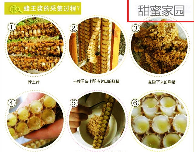 蜂王浆活性鲜王浆春浆【500克】全国十佳品牌店正品销售