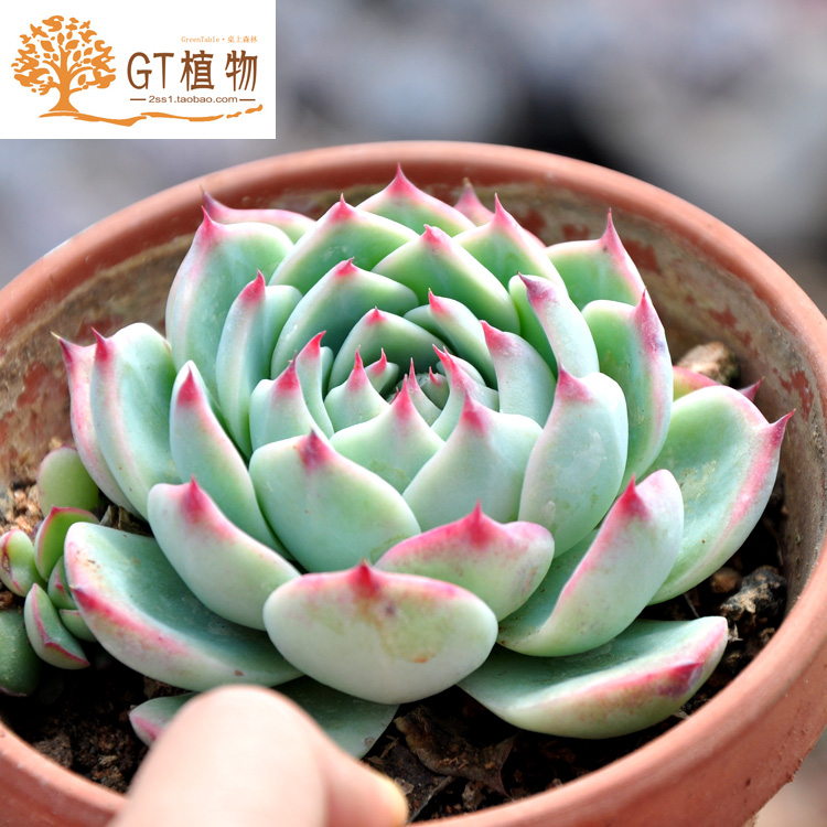 GT植物 多肉植物吉娃娃多肉 大颗大盆吉娃莲 杨贵妃肉肉 满48包邮