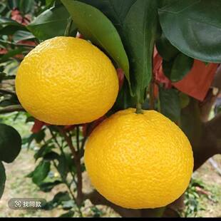 福建甜桔柚新鲜水果柚子甜心柚黄金贡柚橘柚甜心桔子