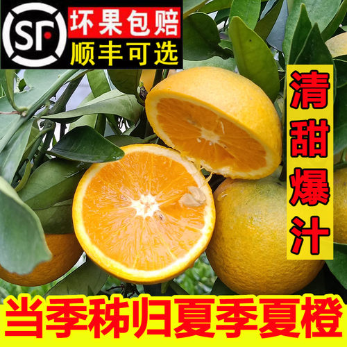 顺丰100%夏橙当季现摘橙子