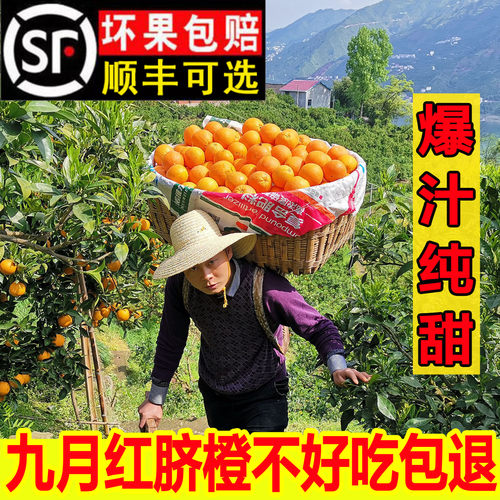 顺丰100%现摘秭归九月红爆汁纯甜