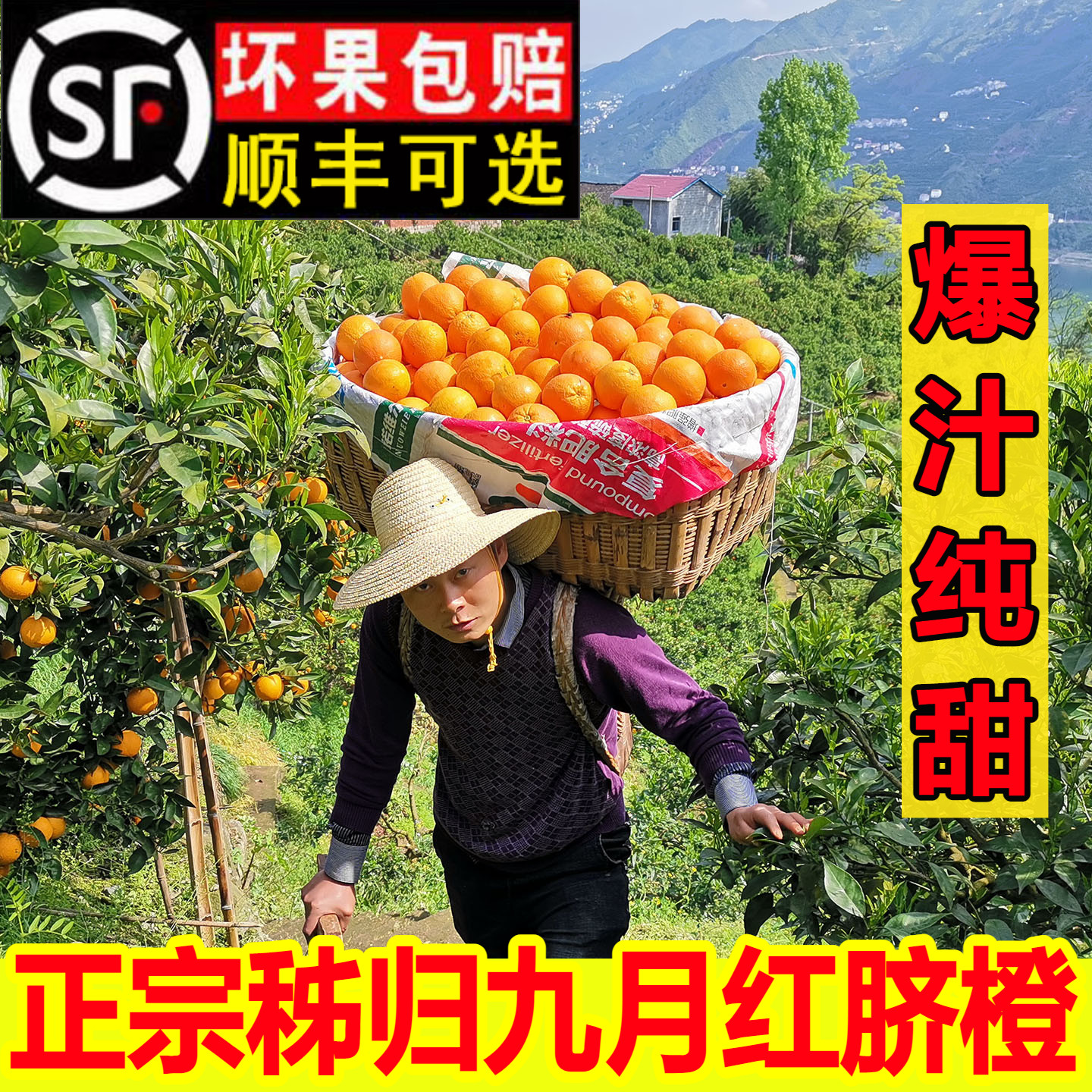 顺丰100%现摘秭归九月红爆汁纯甜