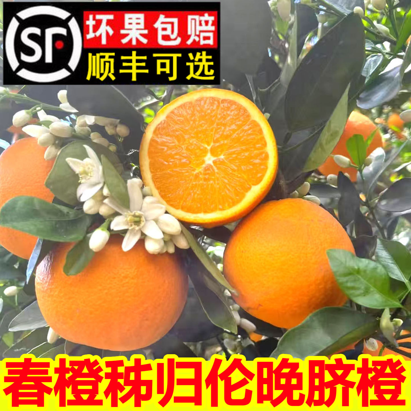 湖北秭归伦晚脐橙当季新鲜水果现摘榨汁大手剥橙纯甜爆汁甜橙子