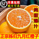 湖北秭归九月红脐橙当季 新鲜水果现摘榨汁大手剥橙纯甜爆汁甜橙子