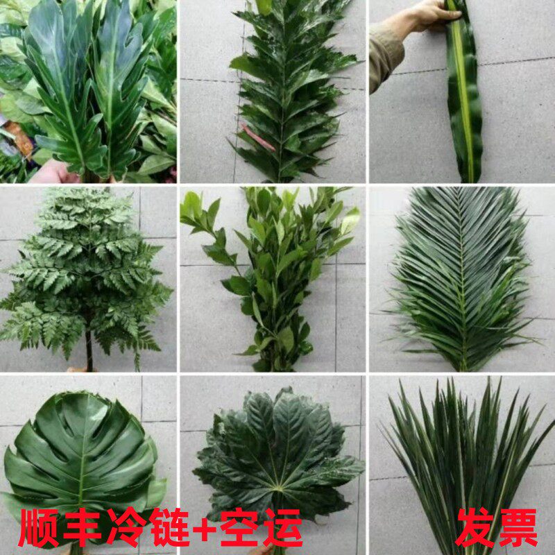 两件包邮叶材配花散尾龟背蓬莱松黄莺春羽菖蒲芦笋草黄莺菖蒲叶