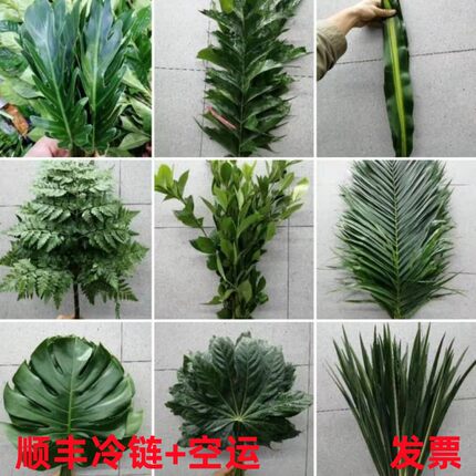 两件包邮叶材配花散尾龟背蓬莱松黄莺春羽菖蒲芦笋草黄莺菖蒲叶