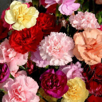 康乃馨鲜花 昆明直发 教师节 母亲节 50种康乃馨新鲜,鲜花速递/花卉仿真/绿植园艺,花材,淘宝优惠券,粉丝福利购,淘宝优惠卷