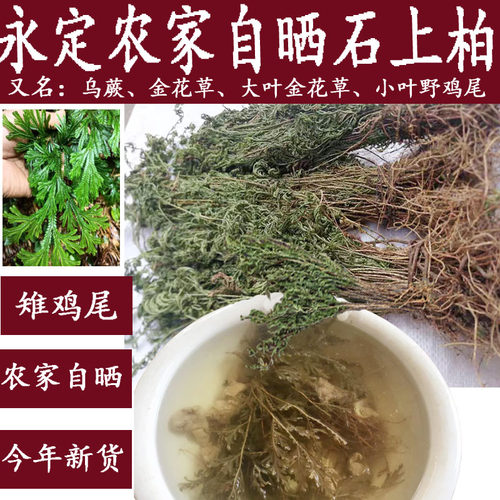 石上柏龙岩散装野生采摘纯天然