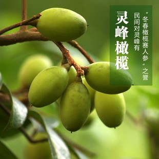 2025年现摘百年老树檀香新鲜青橄榄生吃口感肉质细腻无渣一斤 包邮