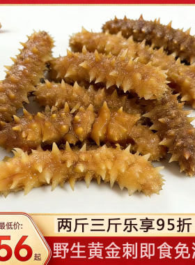 刺皇参刺黄参刺王即食海参