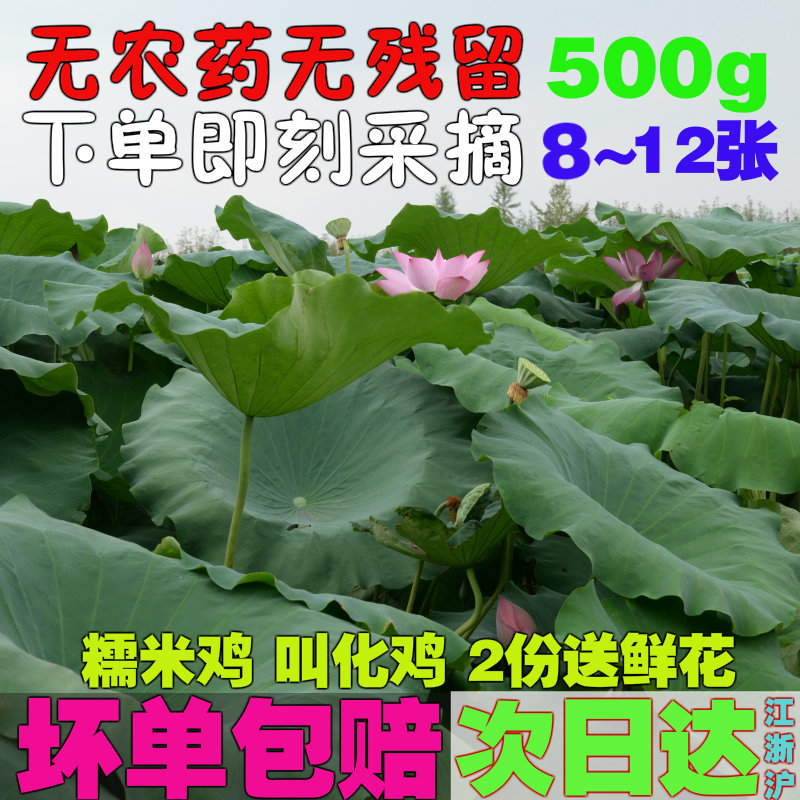 新鲜荷叶粥饭糯米鸡叫化鸡荷叶茶整张现摘食用纯天然莲子叶500g克 传统滋补营养品 荷叶 原图主图