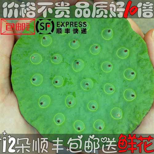 莲蓬顺丰太空野生夏季时令农家