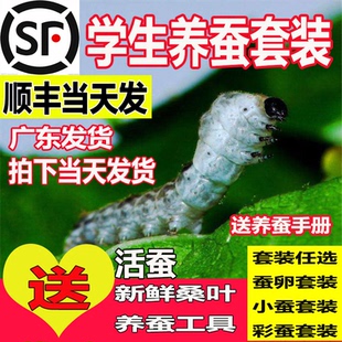 【顺丰当天发】蚕宝宝学生养蚕套装活体蚕卵籽种幼蚕12龄新鲜桑叶
