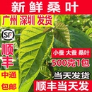 包邮 新鲜桑叶学生蚕宝宝套装 春蚕卵小蚕虫嫩桑叶喂蚕现摘桑叶新鲜