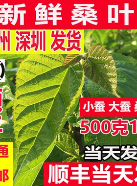 新鲜桑叶蚕宝宝喂蚕顺丰加急广东