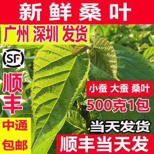 包邮 新鲜桑叶学生蚕宝宝套装 春蚕卵小蚕虫嫩桑叶喂蚕现摘桑叶新鲜