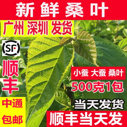 新鲜桑叶蚕宝宝喂蚕顺丰加急广东