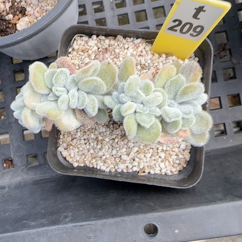 雪晃星缀化t209满十八包邮