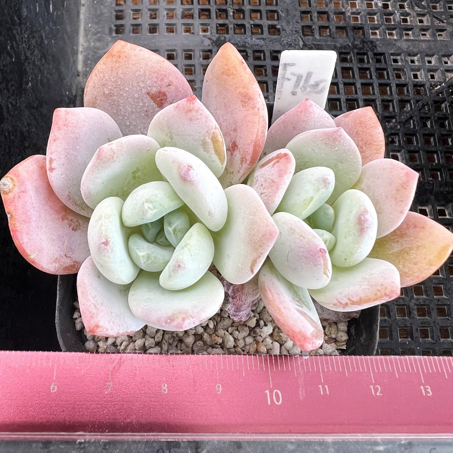 冷香老桩  多肉肉肉盆栽新手耐旱一物一拍