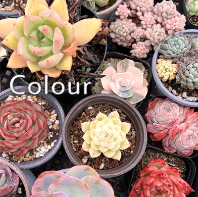 多肉现场直播孤品捡漏一物一拍