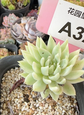 蓝色天使锦a32满十八包邮