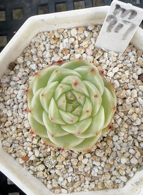 爱彼珍妮m917冠服3-4