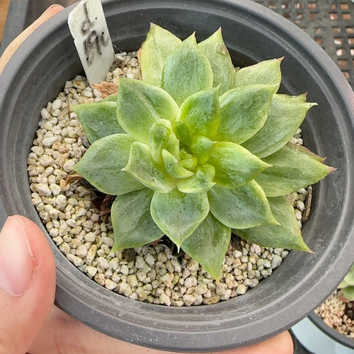 西斯特锦d690满十八包邮