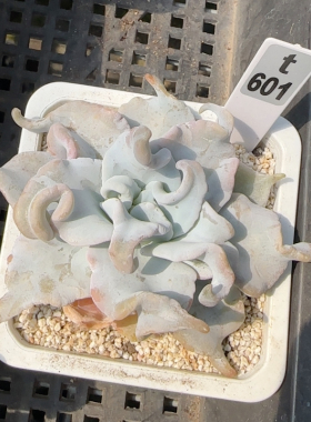 女王皇冠t601满十八包邮