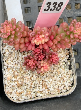 红色浆果锦z338满十八包邮