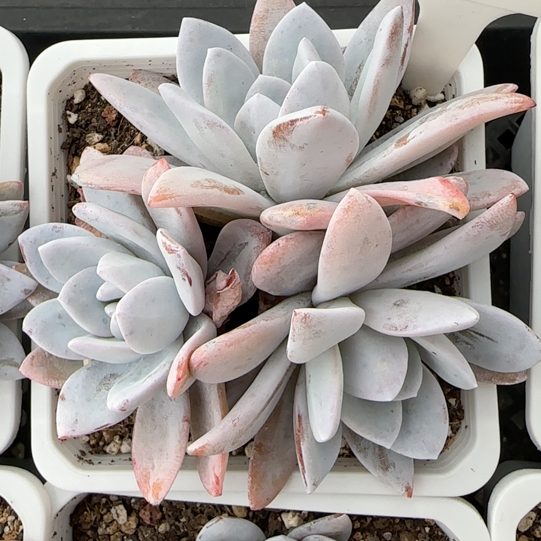 丸叶雪莲砍头群s45