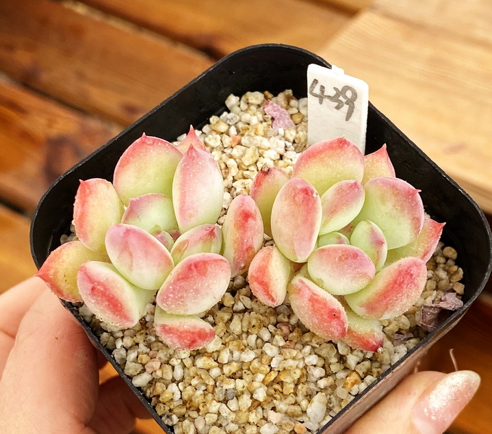 蜜糖 新品糖化肉肉多肉盆栽绿植新手 5cm盆 有根不包整一物一拍