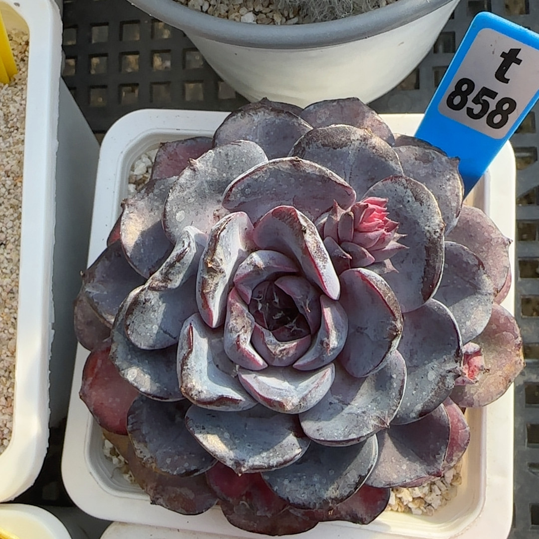 鸟巢t858,鲜花速递/花卉仿真/绿植园艺,多肉植物,淘宝优惠券,粉丝福利购,淘宝优惠卷