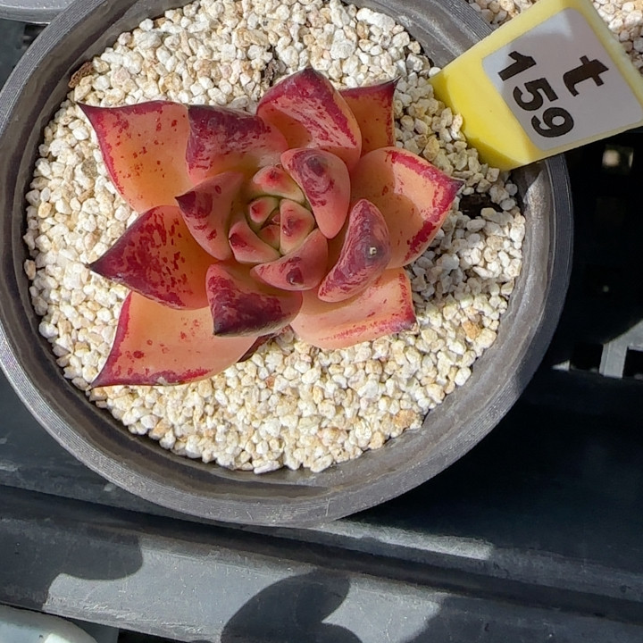 黄皮乌木t159满十八包邮多肉植物