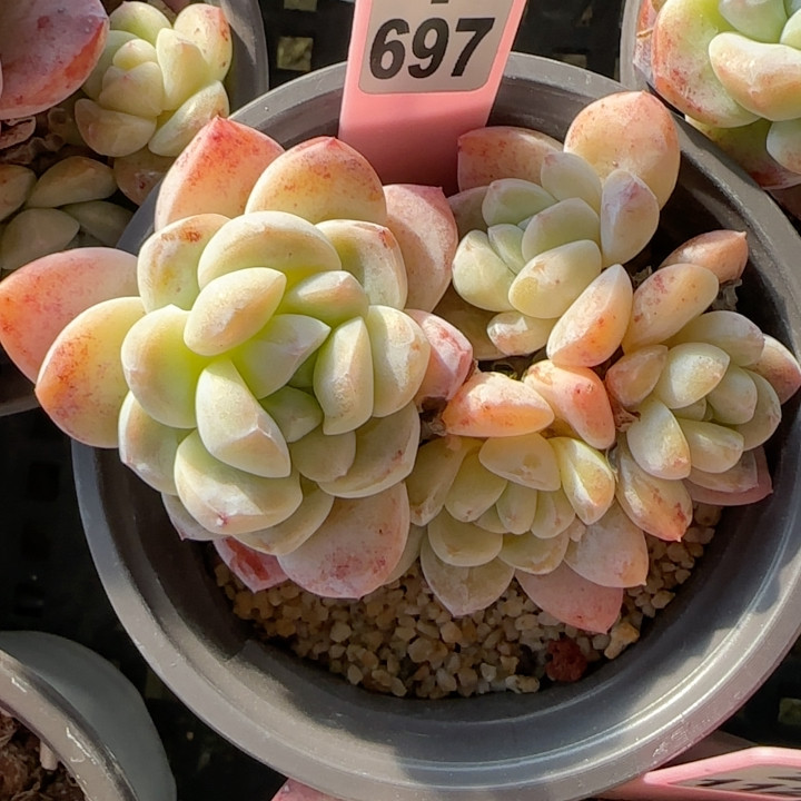 奶油冰玉f697,鲜花速递/花卉仿真/绿植园艺,多肉植物,淘宝优惠券,粉丝福利购,淘宝优惠卷