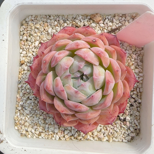 狐狸新娘a781