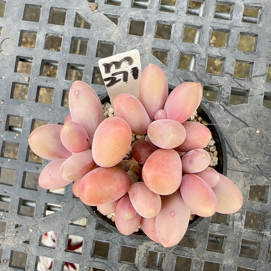 糖果美人m271冠服4-5