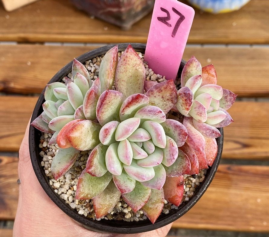 多肉植物 冰岛 群生 9厘米盆 有根 一物一拍!孤品特选!