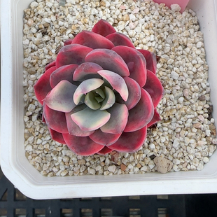 雨滴锦白覆轮f199
